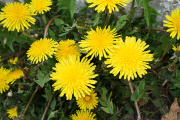 Meadow with yellow dandelions, close-up. Flowers of spring.
