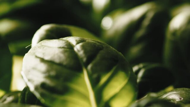 Basil leaf detail in an aromatic plant