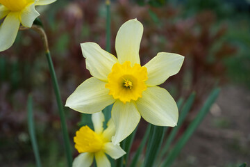 Daffodils in a sunny spring garden, close-up. Narcissus flower.