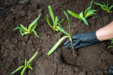 A farmer's hand in a black glove is planting onion seedlings in a row on an earthen bed. Background