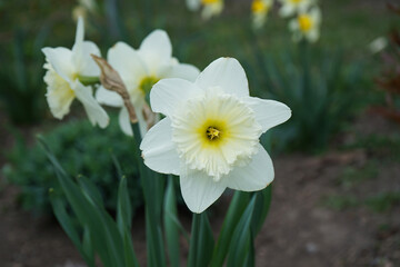 Daffodils in a sunny spring garden, close-up, narcissus flower.