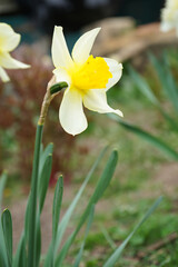 Daffodils in a sunny spring garden, close-up. Narcissus flower.