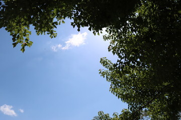 青空と木々