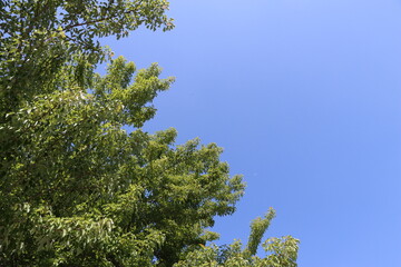 青空と木々