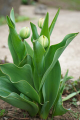 Obraz premium Green tulips with unopened buds in early spring, vertical.