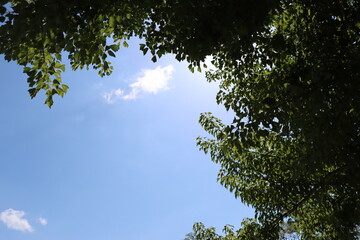 青空と木々