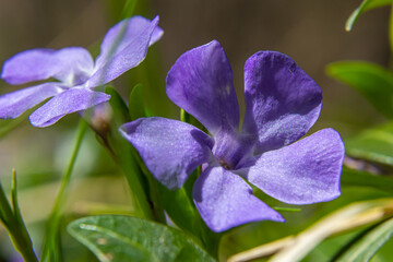Beautiful purple flowers of vinca on background of green leaves. Vinca minor, small periwinkle, small periwinkle, ordinary periwinkle, as decoration of garden.
