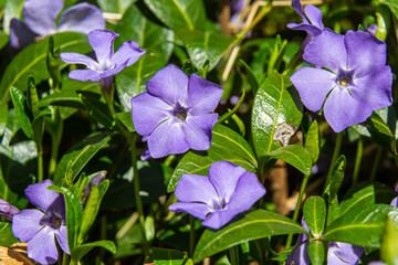 Beautiful purple flowers of vinca on background of green leaves. Vinca minor, small periwinkle, small periwinkle, ordinary periwinkle, as decoration of garden.