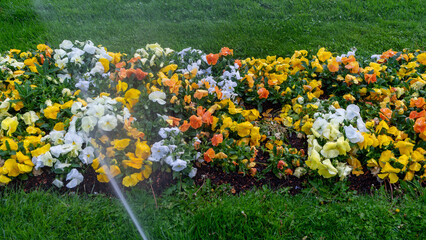 Sprinklers watering the flowers in the garden