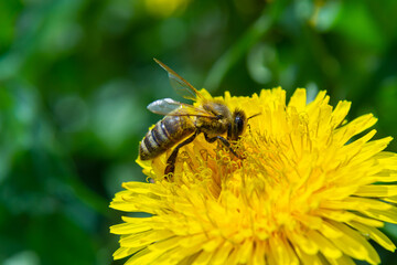 Close up of little caucasian fluffy wild bee in yellow dandelion flower on meadow