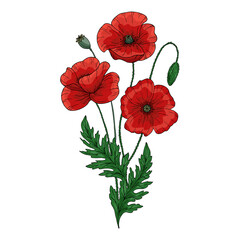 Summer bouquet with red poppy flower. Papaver. Green stems and leaf. Set of elements for design. Hand drawn vector illustration. Isolated on white background.
