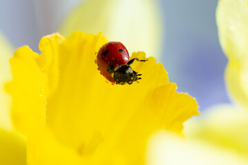 Closeup photography of ladybug on yellow petal.Springtime concept.