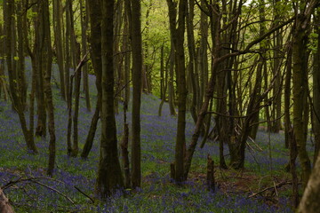 Obraz premium a forest filled with bluebells on Walton hill in Stourbridge