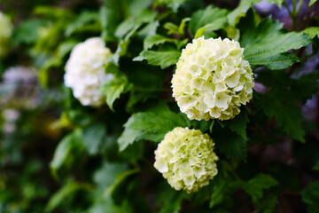 Blooming hydrangea plant