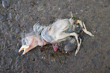 dead chick on ground , close up view