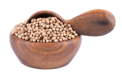 Coriander seeds in wooden bowl and spoon, isolated on white background. Cilantro grain. Organic spice.