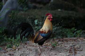 Portrait of a rooster standing and watching something.
