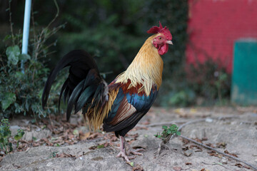 Portrait of a rooster standing and watching something.
