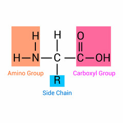 the general structure of an amino acid