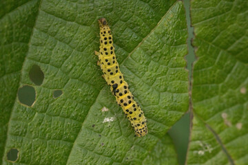 綺麗な蝶の幼虫たち