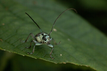 森の中のカミキリムシ
