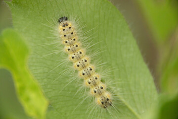 綺麗な蝶の幼虫たち
