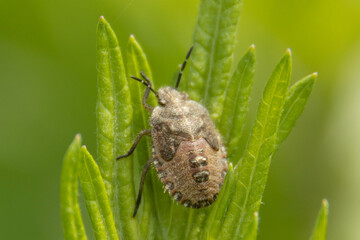 草原の甲虫たち