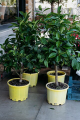 Ornamental fruity lemon tree, a popular houseplant, potted in a container with ripening yellow fruit and bright green leaves