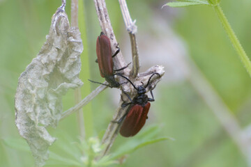 草原の甲虫たち