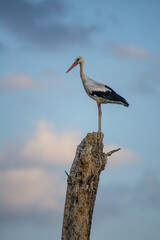White stork (Ciconia ciconia) perched on a withered tree. At sunset, the sky is pink and white clouds