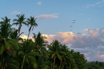 Beautiful exotic tropical background with palm trees and birds in the sky.