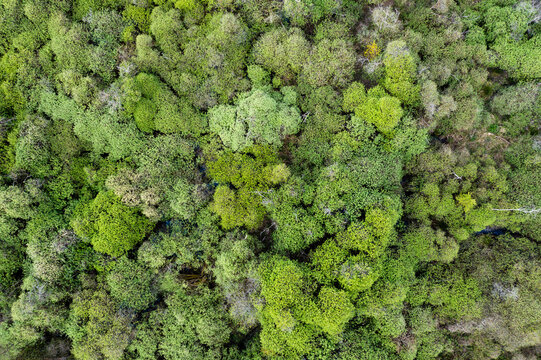 arbre vert feuille feuillage drone vue aérienne forêt.