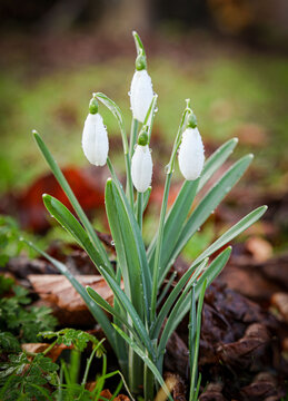 Closeup of early spring snowdrops growing on the grounds at Hanwell Castle, Banbury