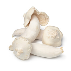 Heap of deformed cultivated beech mushrooms isolated on white background close up