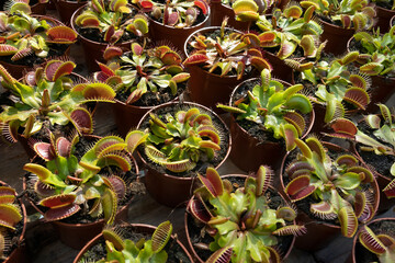 Plant pots with Venus flytrap close up