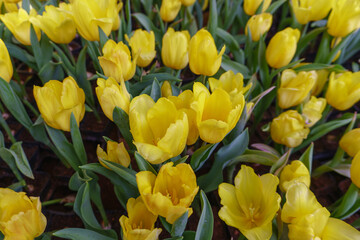 Obraz premium yellow tulips in the garden