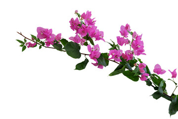 Naklejka na ściany i meble Bouquet Pink Bougainvillea flower with leaves isolated on white background with clip path.