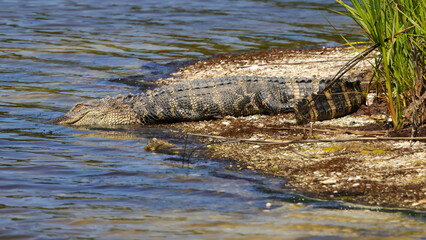 American alligator plunging into the water from the shore.