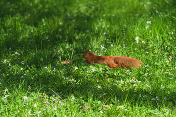 squirrel  in grass