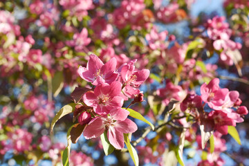 Flowering branch of the Heavenly pink apple tree