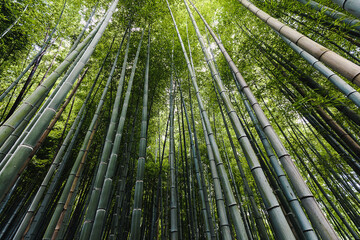 Low-angle shot of a  tall green bamboo trees in the forest