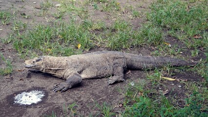 A Komodo dragon (Varanus komodoensis) is sunbathing before starting its daily activities