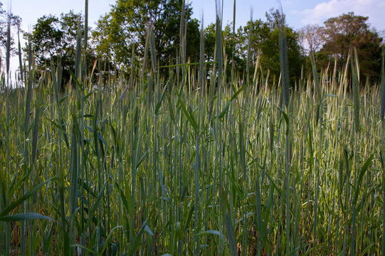 Der Blick aus dem Gras heraus