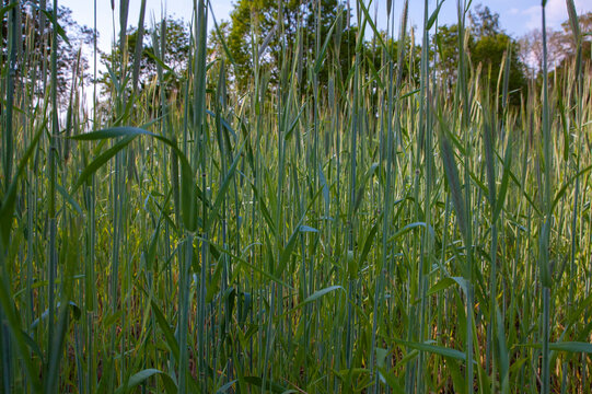 Der Blick aus dem Gras heraus