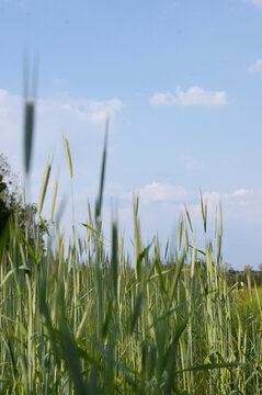 Der Blick aus dem Gras heraus