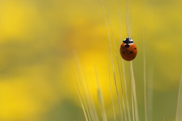 ladybird on wheat ear