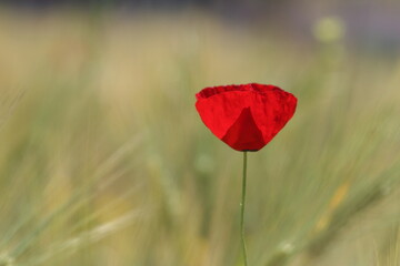 A single poppy in wheat field in spring