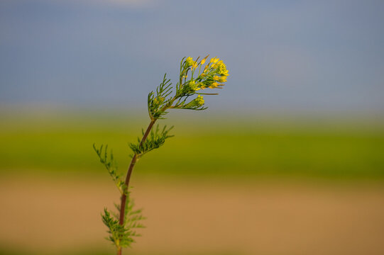 Closeup of a Descurainia sophia plant on a blurred background