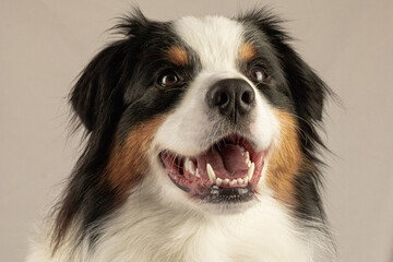 Happy dog portrait