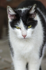 black and white cat portrait